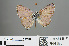  ( - RMNH.INS.544188)  @13 [ ] CreativeCommons - Attribution Non-Commercial Share-Alike (2012) Unspecified Naturalis, Biodiversity Centre