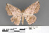  (Sarcinodes mongaku - RMNH.INS.539143)  @14 [ ] CreativeCommons - Attribution Non-Commercial Share-Alike (2013) Unspecified Naturalis, Biodiversity Centre