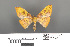  (Heterolocha aristonaria - RMNH.INS.539148)  @11 [ ] CreativeCommons - Attribution Non-Commercial Share-Alike (2013) Unspecified Naturalis, Biodiversity Centre