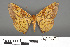  (Dalima lucens - RMNH.INS.539168)  @12 [ ] CreativeCommons - Attribution Non-Commercial Share-Alike (2013) Unspecified Naturalis, Biodiversity Centre