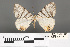  (Myrteta - RMNH.INS.539173)  @14 [ ] CreativeCommons - Attribution Non-Commercial Share-Alike (2013) Unspecified Naturalis, Biodiversity Centre