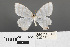  ( - RMNH.INS.539176)  @11 [ ] CreativeCommons - Attribution Non-Commercial Share-Alike (2013) Unspecified Naturalis, Biodiversity Centre
