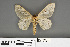  ( - RMNH.INS.539183)  @11 [ ] CreativeCommons - Attribution Non-Commercial Share-Alike (2013) Unspecified Naturalis, Biodiversity Centre