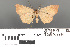  (Sabaria lithosiaria - RMNH.INS.539214)  @11 [ ] CreativeCommons - Attribution Non-Commercial Share-Alike (2013) Unspecified Naturalis, Biodiversity Centre
