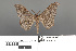  ( - RMNH.INS.539219)  @13 [ ] CreativeCommons - Attribution Non-Commercial Share-Alike (2013) Unspecified Naturalis, Biodiversity Centre