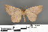  (Zethenia albonotaria - RMNH.INS.539237)  @11 [ ] CreativeCommons - Attribution Non-Commercial Share-Alike (2013) Unspecified Naturalis, Biodiversity Centre