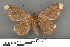  (Medasina creataria - RMNH.INS.539259)  @13 [ ] CreativeCommons - Attribution Non-Commercial Share-Alike (2013) Unspecified Naturalis, Biodiversity Centre