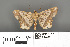  (Semiothisa ozararia - RMNH.INS.539266)  @11 [ ] CreativeCommons - Attribution Non-Commercial Share-Alike (2013) Unspecified Naturalis, Biodiversity Centre