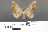  ( - RMNH.INS.539271)  @13 [ ] CreativeCommons - Attribution Non-Commercial Share-Alike (2013) Unspecified Naturalis, Biodiversity Centre