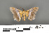  (Semiothisa eloenora - RMNH.INS.539272)  @11 [ ] CreativeCommons - Attribution Non-Commercial Share-Alike (2013) Unspecified Naturalis, Biodiversity Centre