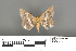  (Godonela fluidata - RMNH.INS.539274)  @12 [ ] CreativeCommons - Attribution Non-Commercial Share-Alike (2013) Unspecified Naturalis, Biodiversity Centre