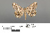  ( - RMNH.INS.539275)  @13 [ ] CreativeCommons - Attribution Non-Commercial Share-Alike (2013) Unspecified Naturalis, Biodiversity Centre