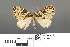  ( - RMNH.INS.539278)  @12 [ ] CreativeCommons - Attribution Non-Commercial Share-Alike (2013) Unspecified Naturalis, Biodiversity Centre