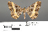  (Harutalcis ms01bh - RMNH.INS.539281)  @14 [ ] CreativeCommons - Attribution Non-Commercial Share-Alike (2013) Unspecified Naturalis, Biodiversity Centre