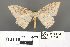  (Luxiaria obliquata - RMNH.INS.539286)  @11 [ ] CreativeCommons - Attribution Non-Commercial Share-Alike (2013) Unspecified Naturalis, Biodiversity Centre