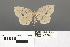  ( - RMNH.INS.539296)  @11 [ ] CreativeCommons - Attribution Non-Commercial Share-Alike (2013) Unspecified Naturalis, Biodiversity Centre