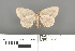  (Petelia tuhana - RMNH.INS.539296)  @11 [ ] CreativeCommons - Attribution Non-Commercial Share-Alike (2013) Unspecified Naturalis, Biodiversity Centre