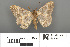  ( - RMNH.INS.539299)  @11 [ ] CreativeCommons - Attribution Non-Commercial Share-Alike (2013) Unspecified Naturalis, Biodiversity Centre