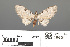  ( - RMNH.INS.539306)  @11 [ ] CreativeCommons - Attribution Non-Commercial Share-Alike (2013) Unspecified Naturalis, Biodiversity Centre