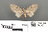  (Brabira artemidora - RMNH.INS.539306)  @11 [ ] CreativeCommons - Attribution Non-Commercial Share-Alike (2013) Unspecified Naturalis, Biodiversity Centre