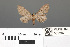  (Eupithecia pengata - RMNH.INS.539307)  @13 [ ] CreativeCommons - Attribution Non-Commercial Share-Alike (2013) Unspecified Naturalis, Biodiversity Centre