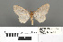  (Myrioblephara microduplexa - RMNH.INS.539313)  @11 [ ] CreativeCommons - Attribution Non-Commercial Share-Alike (2013) Unspecified Naturalis, Biodiversity Centre