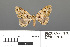  ( - RMNH.INS.539317)  @14 [ ] CreativeCommons - Attribution Non-Commercial Share-Alike (2013) Unspecified Naturalis, Biodiversity Centre