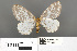  (Abraxas flavisinuata - RMNH.INS.539319)  @13 [ ] CreativeCommons - Attribution Non-Commercial Share-Alike (2013) Unspecified Naturalis, Biodiversity Centre