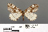  (Abraxas trigonomorpha - RMNH.INS.539320)  @14 [ ] CreativeCommons - Attribution Non-Commercial Share-Alike (2013) Unspecified Naturalis, Biodiversity Centre