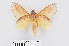  (Euthrix laeta astrina - RMNH.INS.549935)  @14 [ ] CreativeCommons - Attribution Non-Commercial Share-Alike (2012) Unspecified Naturalis, Biodiversity Centre