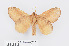  ( - RMNH.INS.549936)  @14 [ ] CreativeCommons - Attribution Non-Commercial Share-Alike (2012) Unspecified Naturalis, Biodiversity Centre