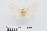  (Penicillifera tetrapuncta - RMNH.INS.549968)  @11 [ ] CreativeCommons - Attribution Non-Commercial Share-Alike (2012) Unspecified Naturalis, Biodiversity Centre