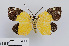  (Pidorus amabilis - RMNH.INS.550197)  @11 [ ] CreativeCommons - Attribution Non-Commercial Share-Alike (2012) Unspecified Naturalis, Biodiversity Centre