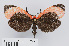 (Rhodopsona - RMNH.INS.550199)  @11 [ ] CreativeCommons - Attribution Non-Commercial Share-Alike (2012) Unspecified Naturalis, Biodiversity Centre