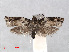  (Metacosma miratorana - RMNH.INS.556719)  @11 [ ] CreativeCommons - Attribution Non-Commercial Share-Alike (2013) Unspecified Naturalis, Biodiversity Centre