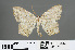  (Heterocallia temeraria - RMNH.INS.540026)  @11 [ ] CreativeCommons - Attribution Non-Commercial Share-Alike (2013) Unspecified Naturalis, Biodiversity Centre