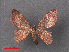  (Idaea roseomarginaria - RMNH.INS.540036)  @11 [ ] CreativeCommons - Attribution Non-Commercial Share-Alike (2013) Unspecified Naturalis, Biodiversity Centre