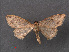  (Calluga costalis - RMNH.INS.540037)  @14 [ ] CreativeCommons - Attribution Non-Commercial Share-Alike (2013) Unspecified Naturalis, Biodiversity Centre
