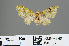  (Idaea remissa - RMNH.INS.540054)  @11 [ ] CreativeCommons - Attribution Non-Commercial Share-Alike (2013) Unspecified Naturalis, Biodiversity Centre