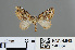  (Perizoma decorata - RMNH.INS.540064)  @11 [ ] CreativeCommons - Attribution Non-Commercial Share-Alike (2013) Unspecified Naturalis, Biodiversity Centre