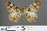  ( - RMNH.INS.540090)  @13 [ ] CreativeCommons - Attribution Non-Commercial Share-Alike (2013) Unspecified Naturalis, Biodiversity Centre