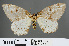  (Abraxas leucaphrodes - RMNH.INS.540100)  @14 [ ] CreativeCommons - Attribution Non-Commercial Share-Alike (2013) Unspecified Naturalis, Biodiversity Centre