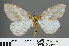  (Abraxas metamorpha - RMNH.INS.540104)  @14 [ ] CreativeCommons - Attribution Non-Commercial Share-Alike (2013) Unspecified Naturalis, Biodiversity Centre