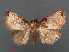  (Pseudidonauton vexa - RMNH.INS.540285)  @14 [ ] CreativeCommons - Attribution Non-Commercial Share-Alike (2012) Unspecified Naturalis, Biodiversity Centre