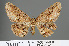  (Jankowskia pseudathleta - RMNH.INS.541296)  @11 [ ] CreativeCommons - Attribution Non-Commercial Share-Alike (2013) Unspecified Naturalis, Biodiversity Centre