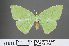  (Tanaoctenia dehaliaria - RMNH.INS.541300)  @14 [ ] CreativeCommons - Attribution Non-Commercial Share-Alike (2013) Unspecified Naturalis, Biodiversity Centre