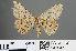  (Medasina combustaria - RMNH.INS.541347)  @11 [ ] CreativeCommons - Attribution Non-Commercial Share-Alike (2013) Unspecified Naturalis, Biodiversity Centre