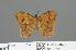  ( - RMNH.INS.541866)  @11 [ ] CreativeCommons - Attribution Non-Commercial Share-Alike (2013) Unspecified Naturalis, Biodiversity Centre