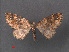  (Perizoma quadrinotata - RMNH.INS.541868)  @11 [ ] CreativeCommons - Attribution Non-Commercial Share-Alike (2013) Unspecified Naturalis, Biodiversity Centre