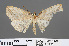  (Xyloscia subspersata - RMNH.INS.541880)  @11 [ ] CreativeCommons - Attribution Non-Commercial Share-Alike (2013) Unspecified Naturalis, Biodiversity Centre